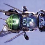 Kleurrijke Euglossa bazinga orchidee met heldergele strepen en iriserende vleugels.