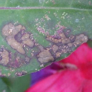 Pucciniastrum epilobii schimmel op bladeren van Epilobium.
