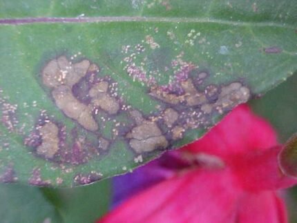 Pucciniastrum epilobii schimmel op bladeren van Epilobium.