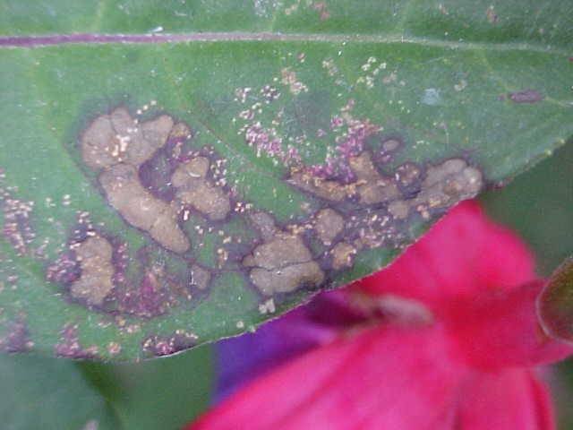 Pucciniastrum epilobii schimmel op bladeren van Epilobium.