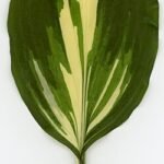 Hosta Great Expectations plant in herbarium setting.