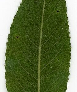 Schietwilg tak met witte bloemen en groene bladeren.