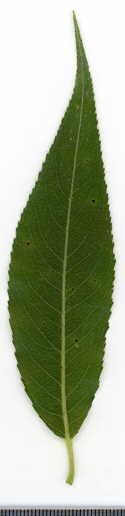 Schietwilg tak met witte bloemen en groene bladeren.