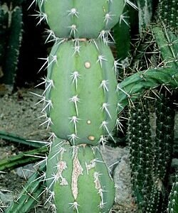 Zeldzame Armatocereus cactus met lange stekels en blauwe lucht.
