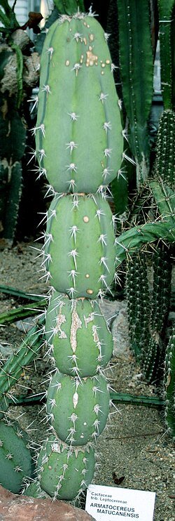 Zeldzame Armatocereus cactus met lange stekels en blauwe lucht.