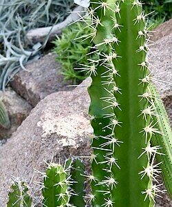 Small cactus with green spines and blooming yellow flowers in a pot.