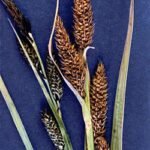 Zachte Carex nebrascensis gras met pluizige bloeiwijze in natuurlijke setting.