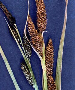 Zachte Carex nebrascensis gras met pluizige bloeiwijze in natuurlijke setting.