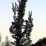 Elegante Ulmus 'Columella' boom met heldergroene bladeren tegen blauwe lucht.
