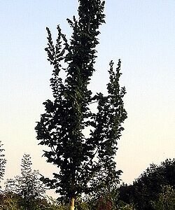 Elegante Ulmus 'Columella' boom met heldergroene bladeren tegen blauwe lucht.