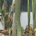 Echinopsis uyupampensis cactus bij Jardin des Plantes de Parijs.