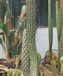 Echinopsis uyupampensis cactus bij Jardin des Plantes de Parijs.