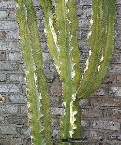 Euphorbia ingens plant met dikke groene stelen en kleine bladeren.