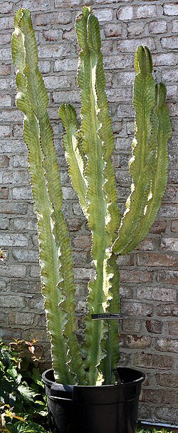 Euphorbia ingens plant met dikke groene stelen en kleine bladeren.