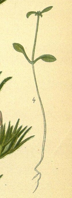 Leptosiphon androsaceus bloem met roze bloemblaadjes en groen blad.