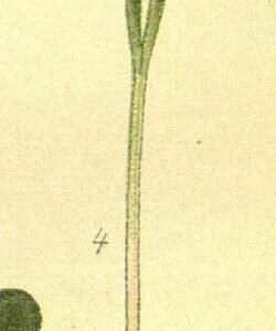 Rode Persicaria orientalis bloemen in bloei.