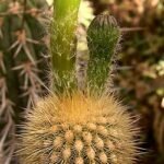 Haageocereus acranthus cactus met lange groene stengels en witte doornen.