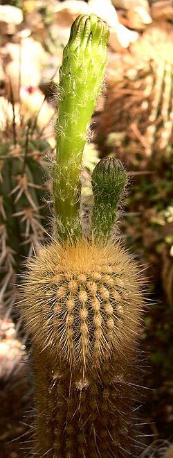 Haageocereus acranthus cactus met lange groene stengels en witte doornen.
