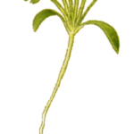 Nigella hispanica bloemen met paarse bloemblaadjes en donkere meeldraden in kas.