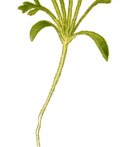 Nigella hispanica bloemen met paarse bloemblaadjes en donkere meeldraden in kas.