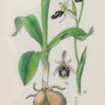 Close-up van Ophrys flavicans orchidee met gele bloemblaadjes, bruine vlekken en rode randen.