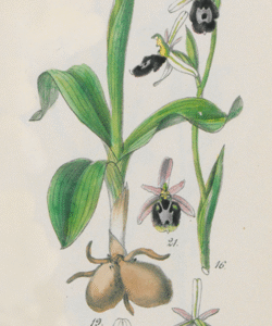 Close-up van Ophrys flavicans orchidee met gele bloemblaadjes, bruine vlekken en rode randen.