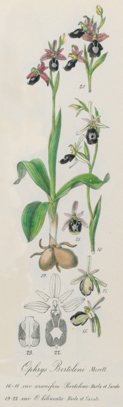 Close-up van Ophrys flavicans orchidee met gele bloemblaadjes, bruine vlekken en rode randen.