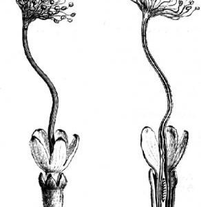 Albizia adianthifolia bloemen op kleigrond in schaduwrijke standplaats.