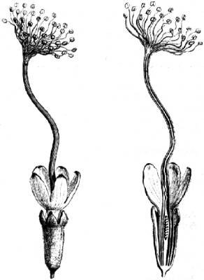 Albizia adianthifolia bloemen op kleigrond in schaduwrijke standplaats.