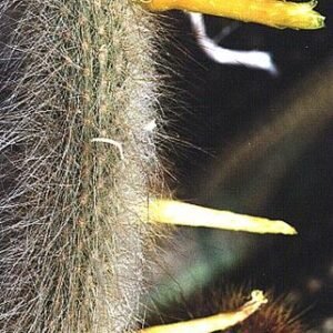 Kleine Cleistocactus ritteri cactus met rode stekels en groene stengels.