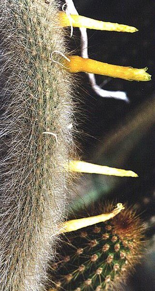 Kleine Cleistocactus ritteri cactus met rode stekels en groene stengels.