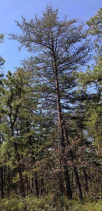 Virginia Pine langs het Mount Misery-pad in Brendan T. Byrne State Forest, New Jersey.