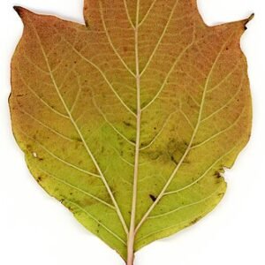 Winterharde Gelderse roosstruik in herbarium, 2020.