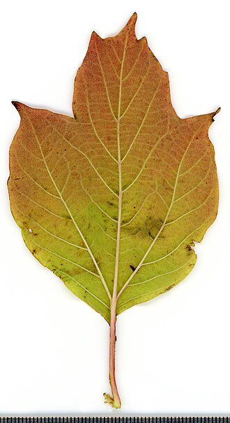 Winterharde Gelderse roosstruik in herbarium, 2020.