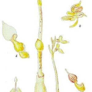 Epigogium aphyllum plant met winterharde eigenschappen voor halfschaduw tot schaduw.