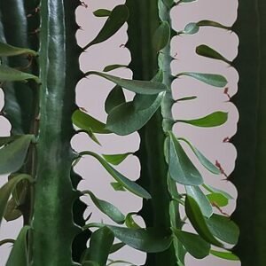 Afrikaanse melkboom Euphorbia trigona, cactusachtige plant met groene stengels