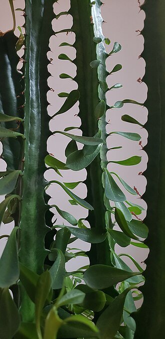 Afrikaanse melkboom Euphorbia trigona, cactusachtige plant met groene stengels