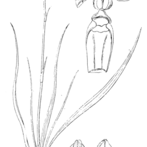 Anthogonium gracile met witte bloemen en groen blad op donkere achtergrond.