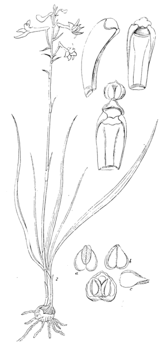 Anthogonium gracile met witte bloemen en groen blad op donkere achtergrond.