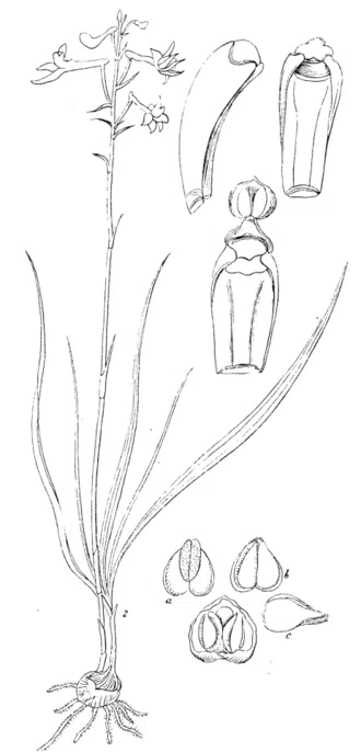 Anthogonium gracile met witte bloemen en groen blad op donkere achtergrond.