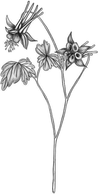 Vibrant rood en geel bloeiende Aquilegia formosa bloem.