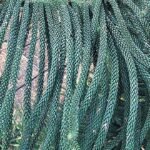 Araucaria columnaris bladeren in close-up.