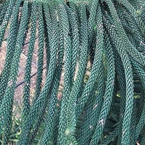 Araucaria columnaris bladeren in close-up.