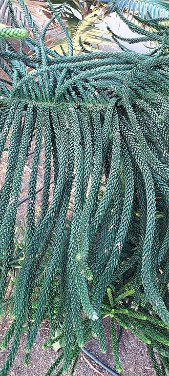Araucaria columnaris bladeren in close-up.