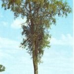 Aspidosperma quebracho-blanco boom met grijze schors en groene bladeren.