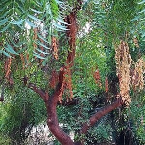 Azadirachta indica boom met groene bladeren en witte bloemen.
