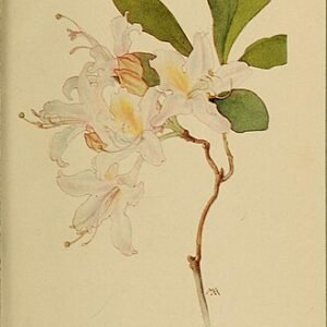 Pink and white Rhododendron occidentale flowers against green foliage.