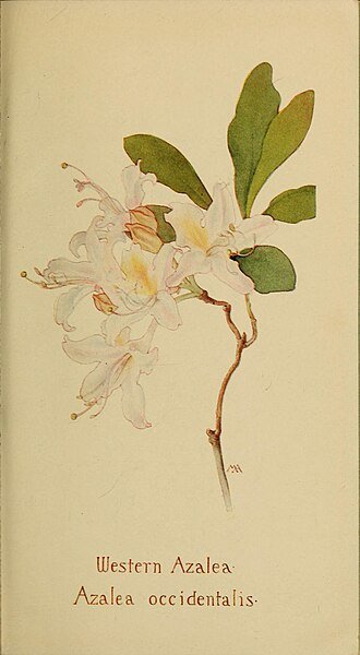 Pink and white Rhododendron occidentale flowers against green foliage.