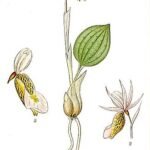 Calypso bulbosa bloem op kleigrond, winterhard, halfschaduw tot schaduw standplaats.
