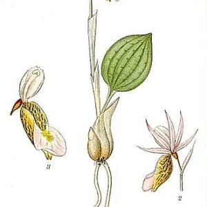 Calypso bulbosa bloem op kleigrond, winterhard, halfschaduw tot schaduw standplaats.